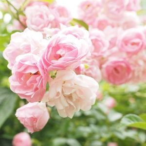 Meet your Posher, Liberty